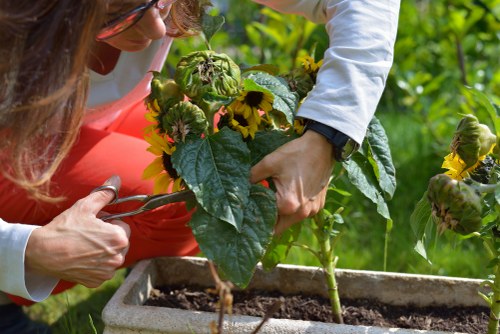 Eco-friendly garden clearance practices